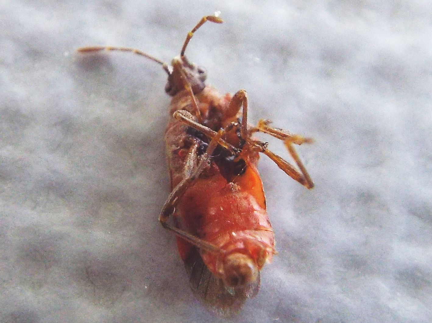 Arocatus longiceps (Lygaeidae) e Corythucha ciliata (Tingidae)