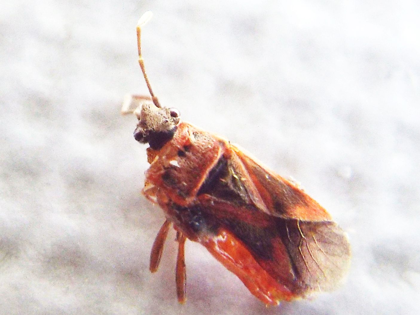 Arocatus longiceps (Lygaeidae) e Corythucha ciliata (Tingidae)