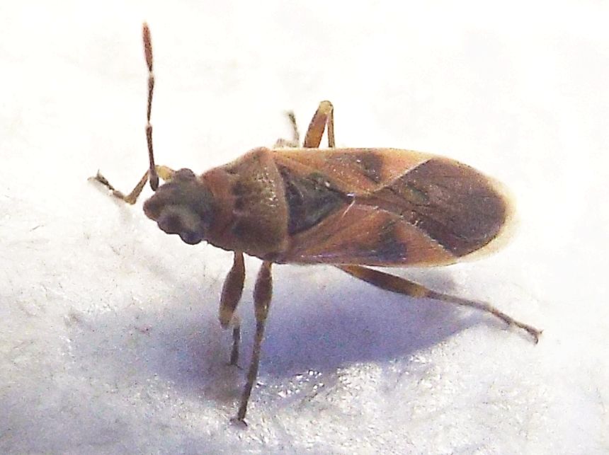 Arocatus longiceps (Lygaeidae) e Corythucha ciliata (Tingidae)