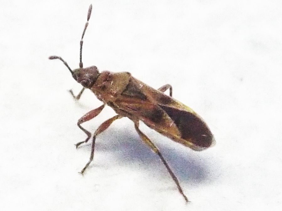 Arocatus longiceps (Lygaeidae) e Corythucha ciliata (Tingidae)