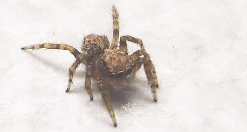 Pseudeuophrys vafra   - Milano