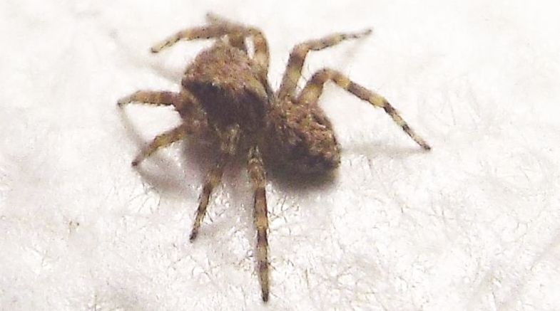 Pseudeuophrys vafra   - Milano