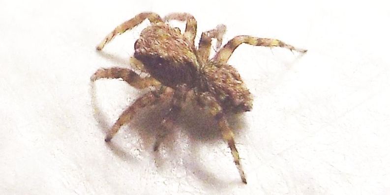 Pseudeuophrys vafra   - Milano