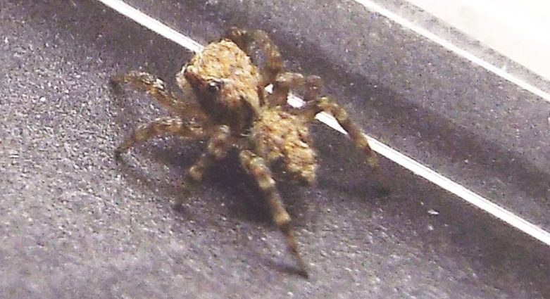 Pseudeuophrys vafra   - Milano