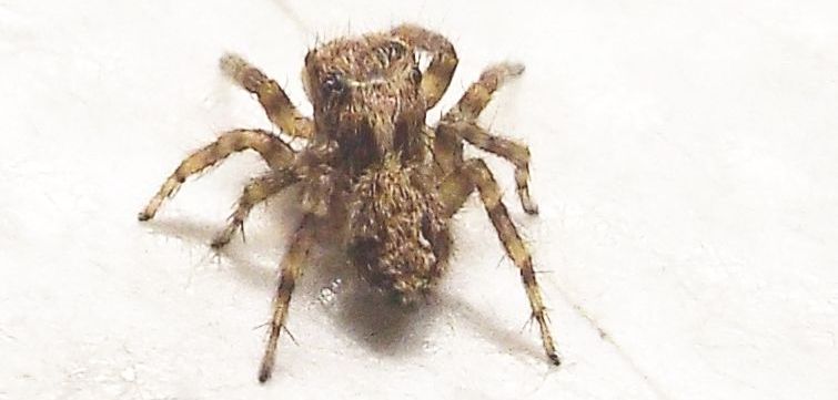 Pseudeuophrys vafra   - Milano