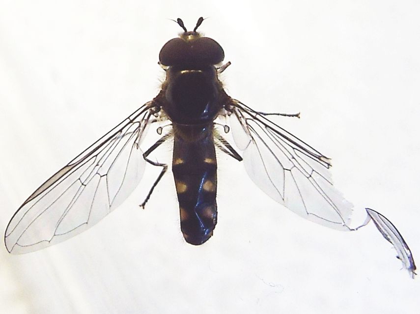 Syrphidae:   Melanostoma cfr. scalare, maschio