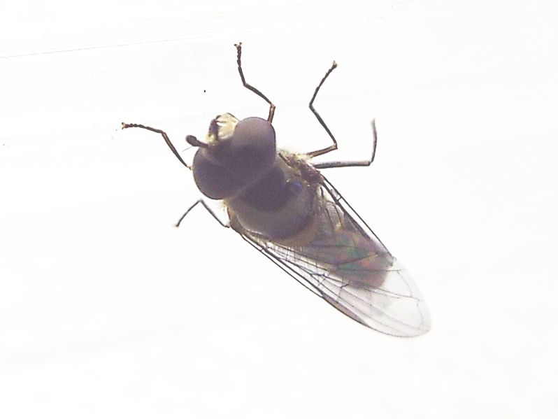 Syrphidae:   Melanostoma cfr. scalare, maschio