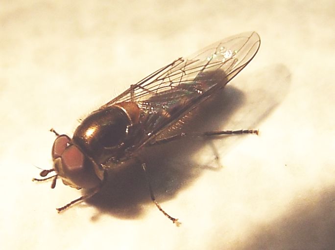 Syrphidae:   Melanostoma cfr. scalare, maschio