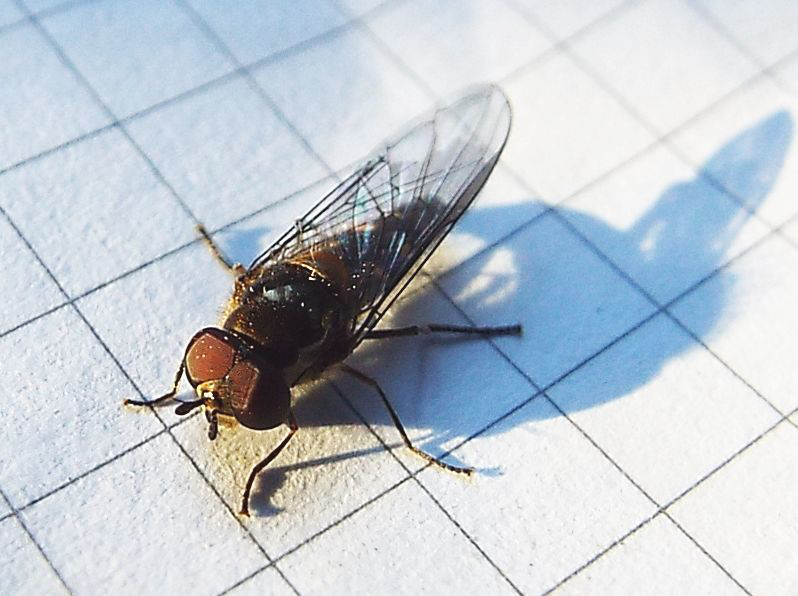 Syrphidae:   Melanostoma cfr. scalare, maschio