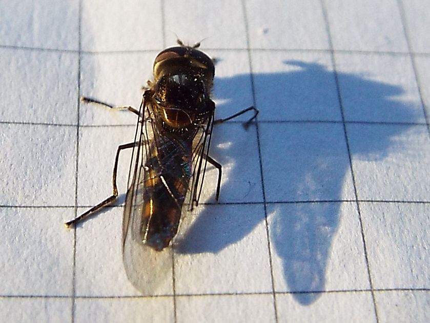 Syrphidae:   Melanostoma cfr. scalare, maschio