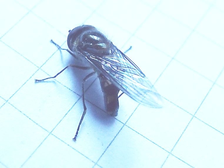 Syrphidae:   Melanostoma cfr. scalare, maschio