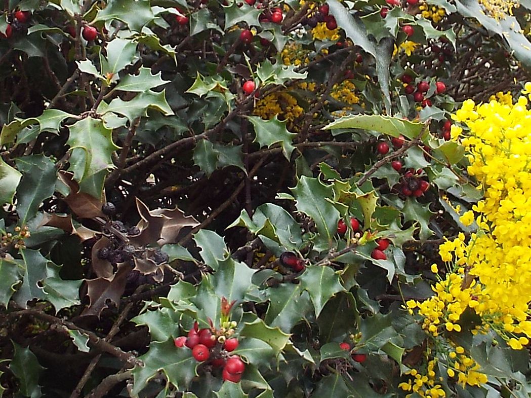 Berberis aquifolium  (= Mahonia aquifolium)