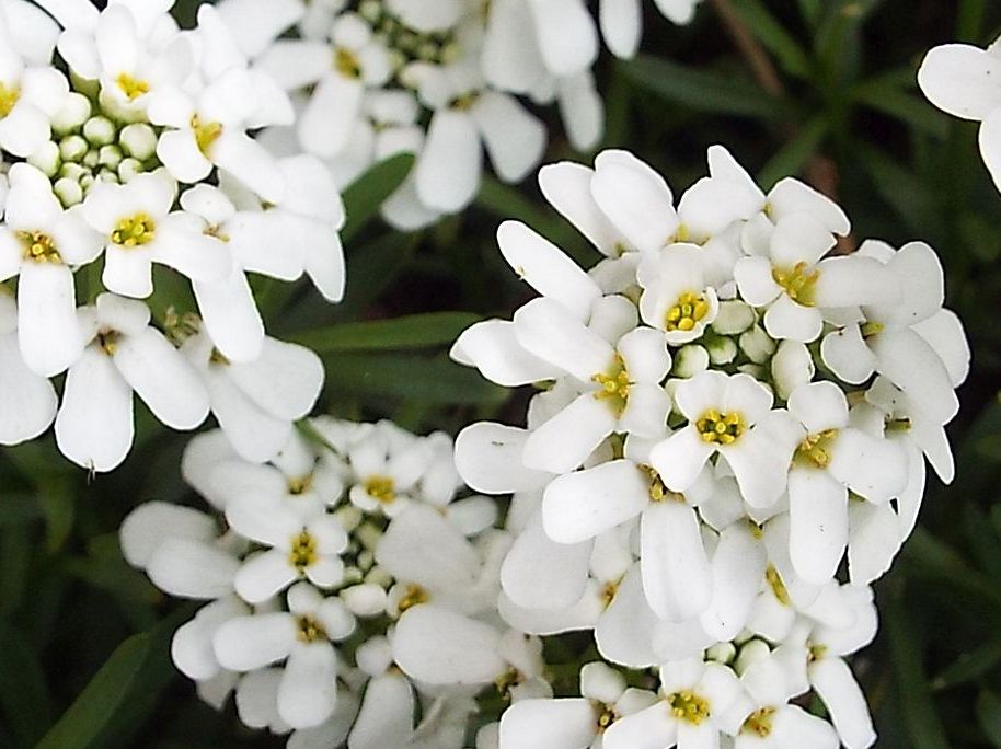 Iberis sp. (Brassicaceae)