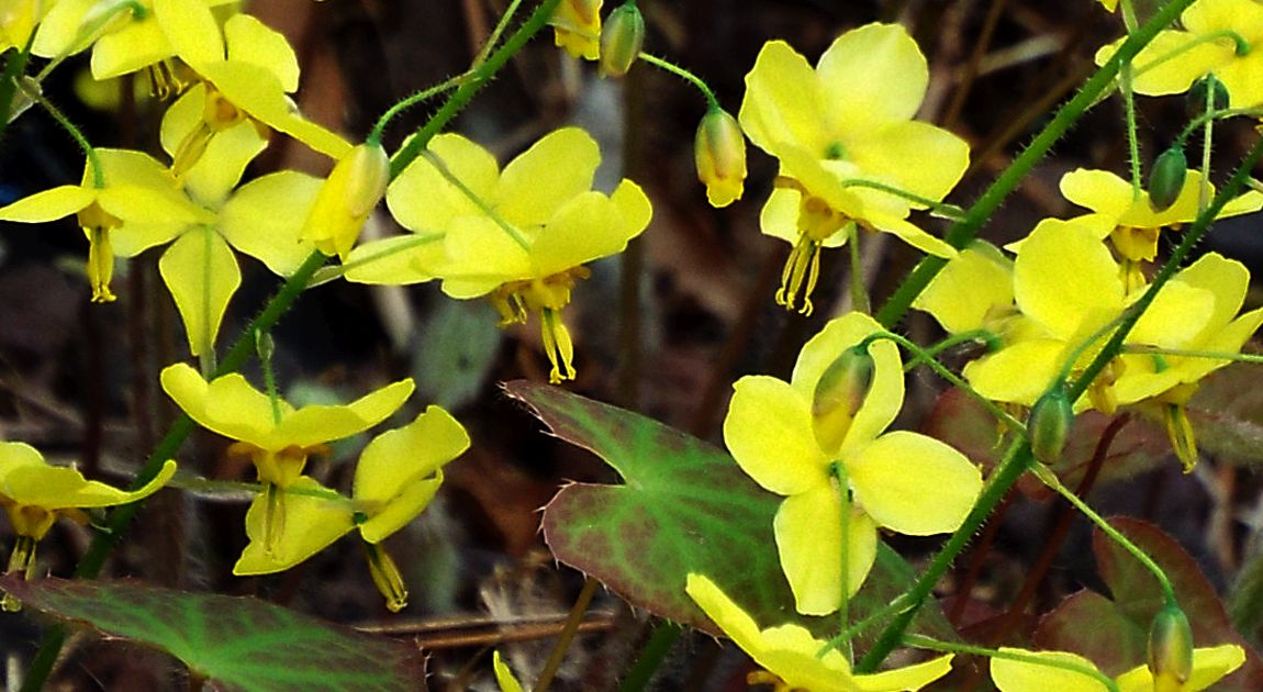 Epimedium  perralchicum (Berberidacea)