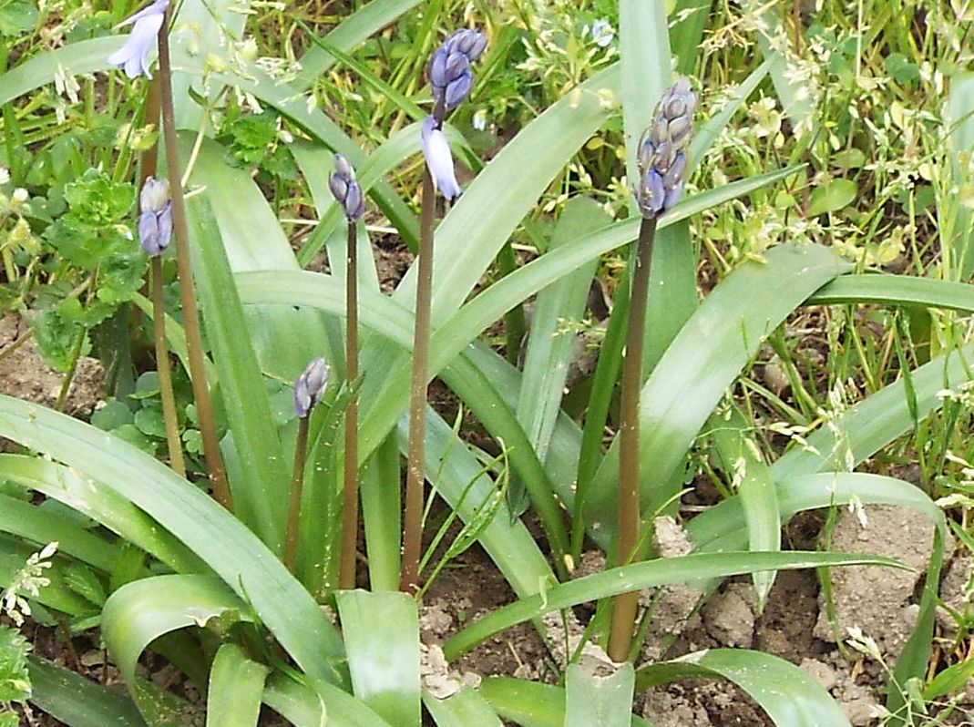 Hyacinthoides sp.  (Asparagaceae)