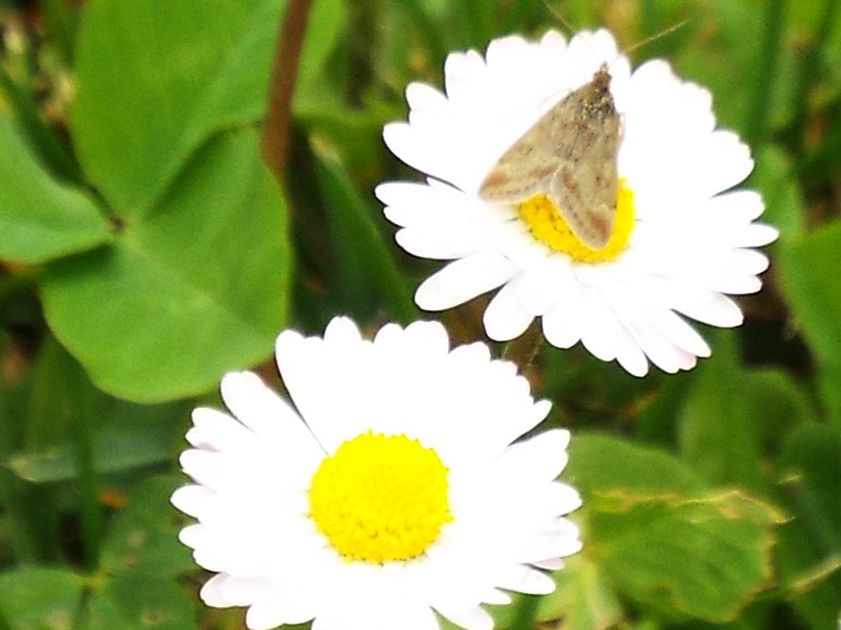 Farfallina da identificare - Pyrausta despicata, Crambidae