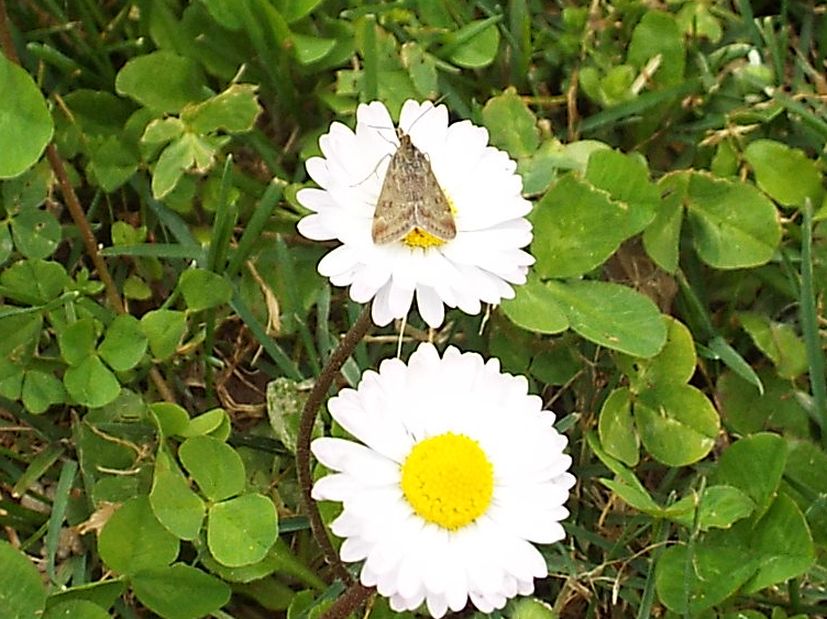 Farfallina da identificare - Pyrausta despicata, Crambidae