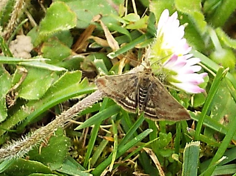 Farfallina da identificare - Pyrausta despicata, Crambidae