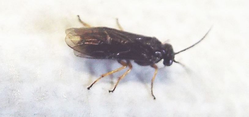 Da identificare:  Tenthredinidae ?  S, Cladius cfr. ulmi