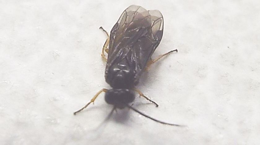 Da identificare:  Tenthredinidae ?  S, Cladius cfr. ulmi