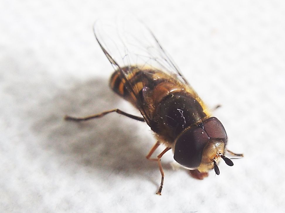 Syrphidae: Scaeva selenitica, maschio