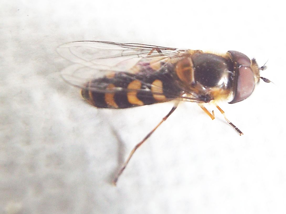 Syrphidae: Scaeva selenitica, maschio