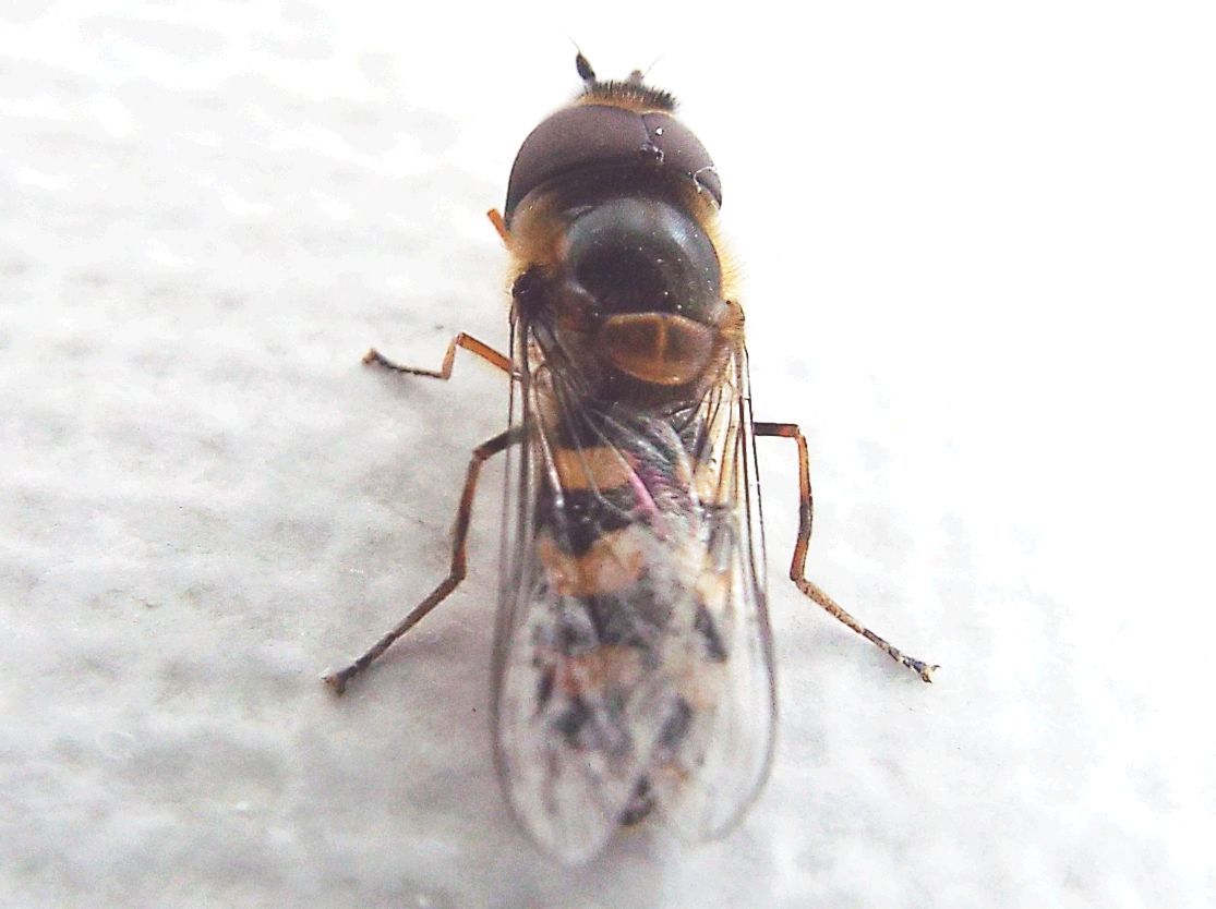 Syrphidae: Scaeva selenitica, maschio