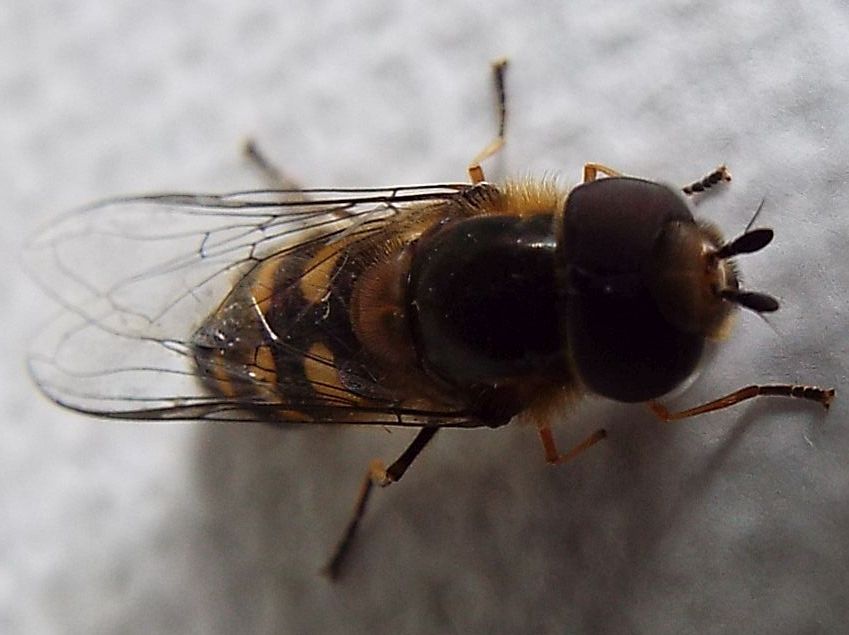 Syrphidae: Scaeva selenitica, maschio