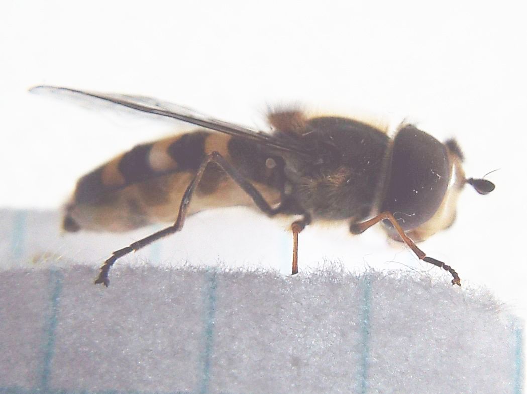 Syrphidae: Scaeva selenitica, maschio