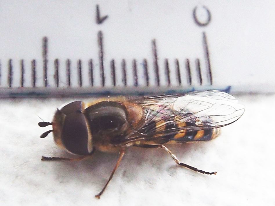 Syrphidae: Scaeva selenitica, maschio