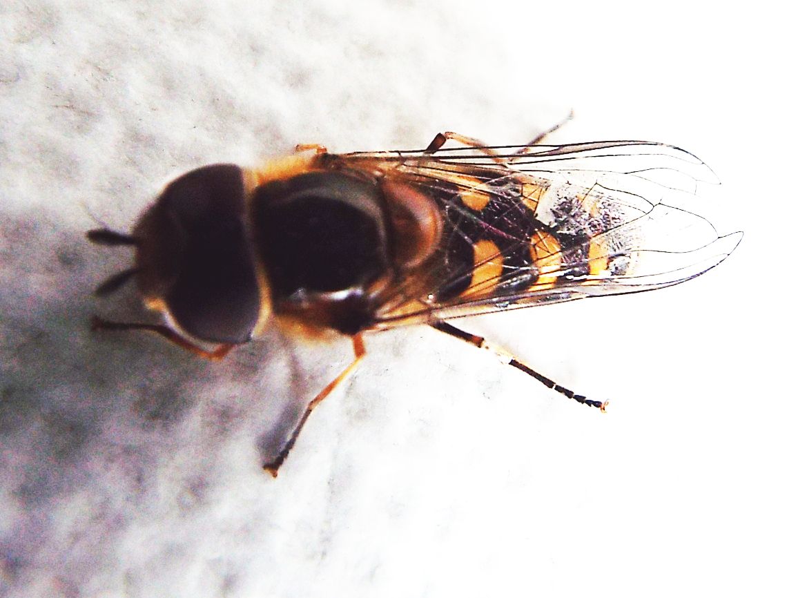 Syrphidae: Scaeva selenitica, maschio