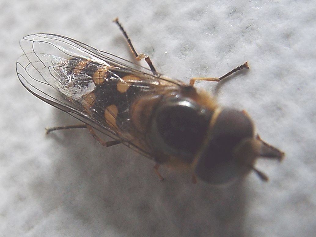 Syrphidae: Scaeva selenitica, maschio