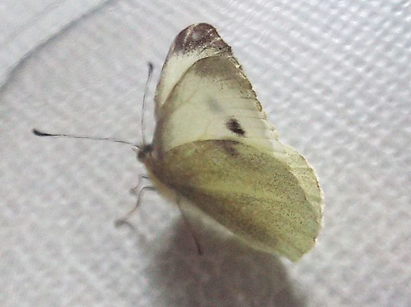 Quale Pieris ?  Pieris rapae