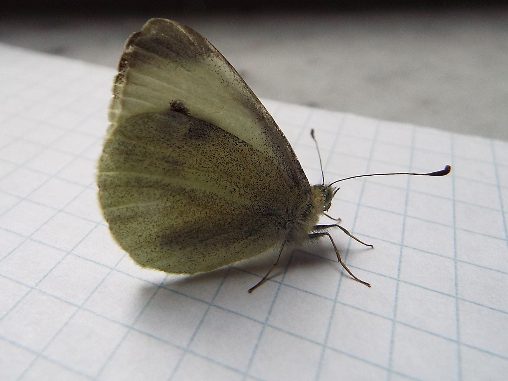 Quale Pieris ?  Pieris rapae