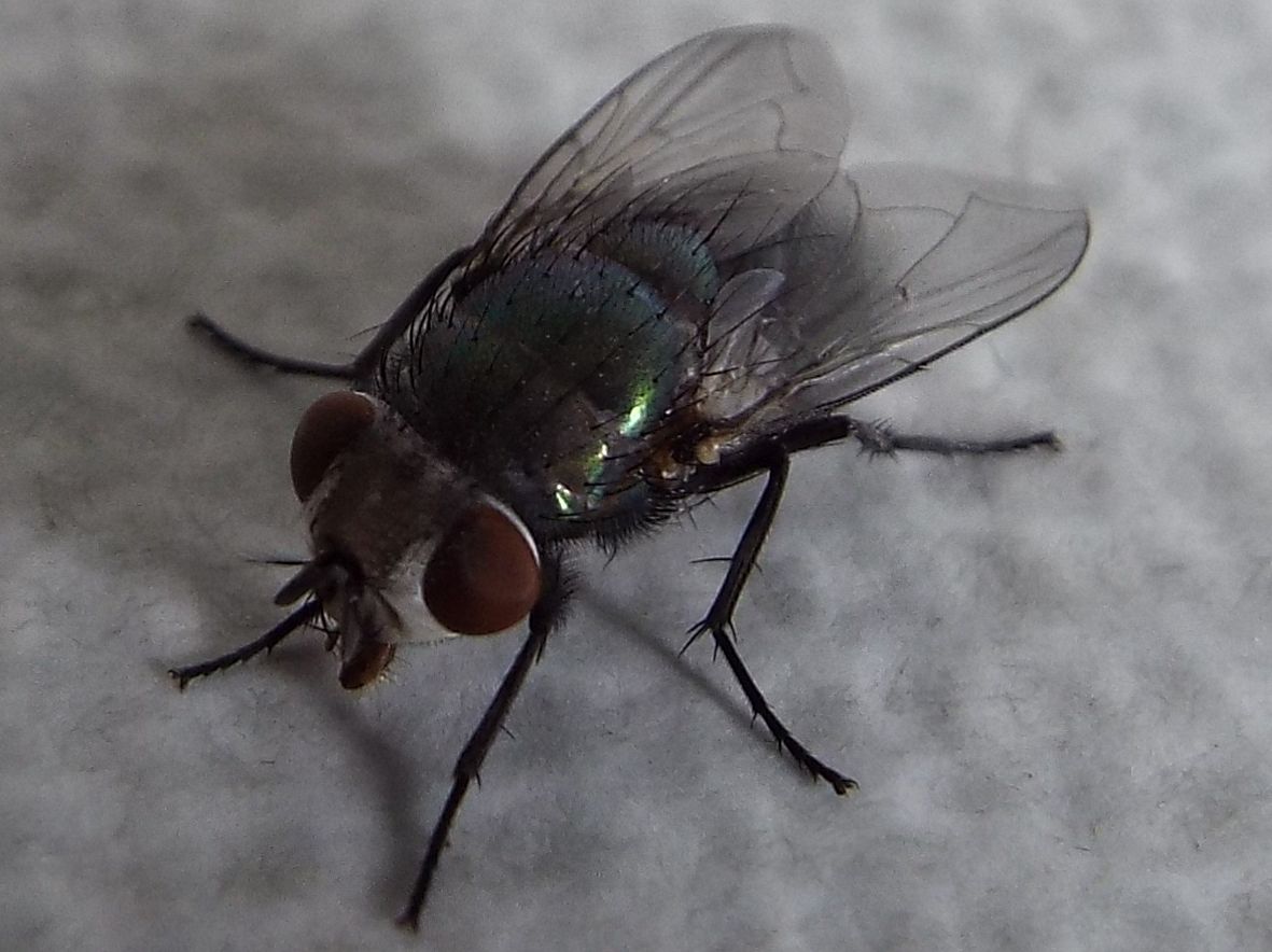 Lucilia sp. (Calliphoridae)