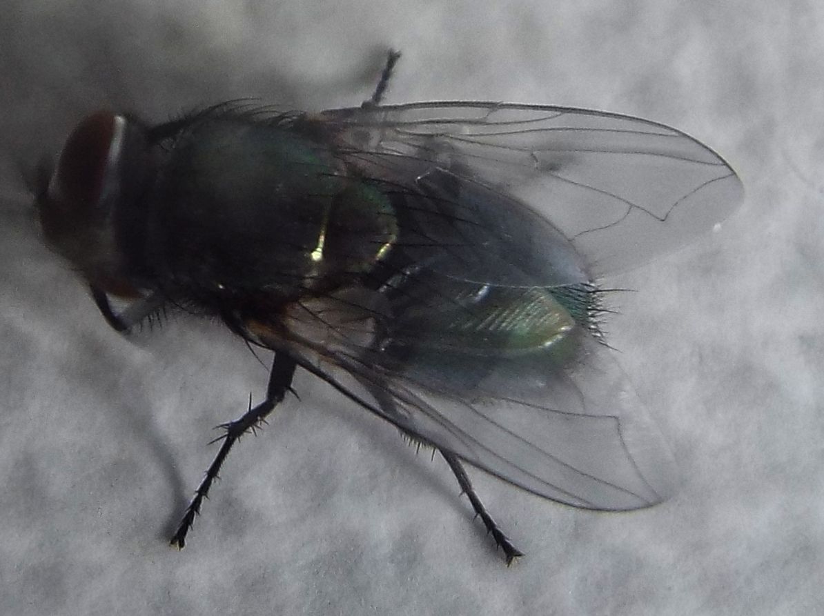 Lucilia sp. (Calliphoridae)