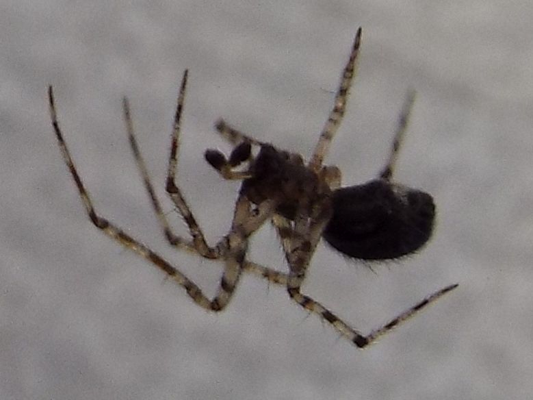 Theridiidae: Theridion sp., maschio