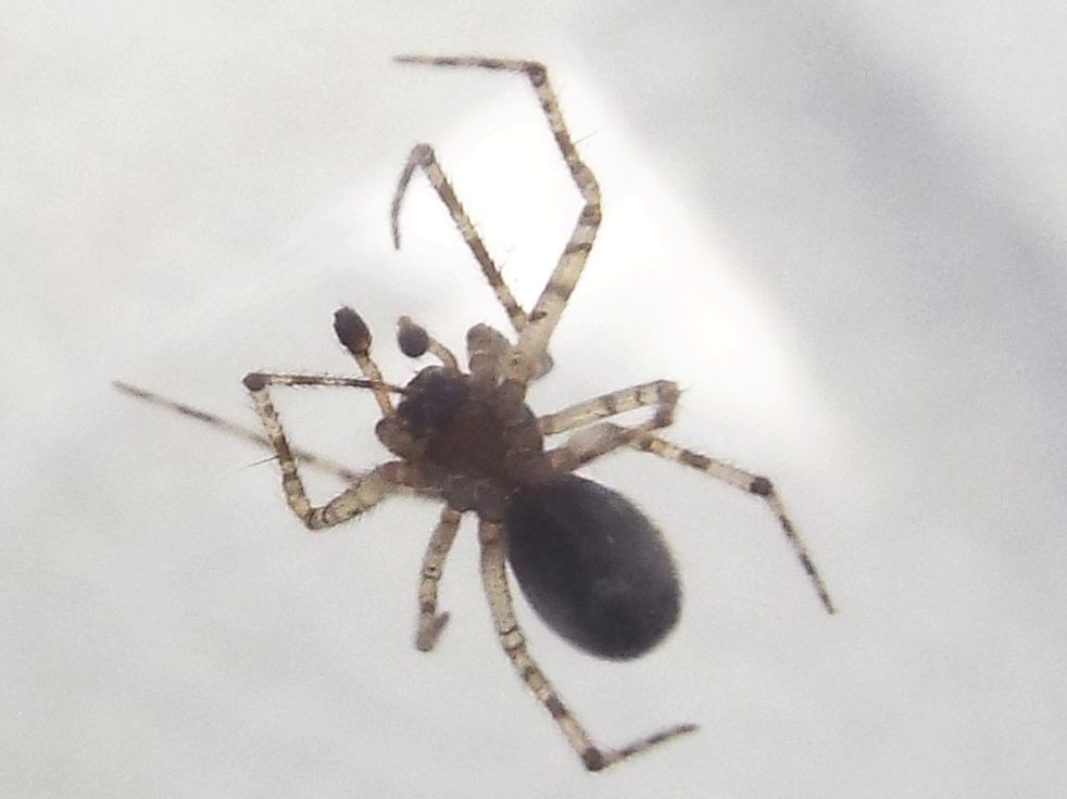 Theridiidae: Theridion sp., maschio