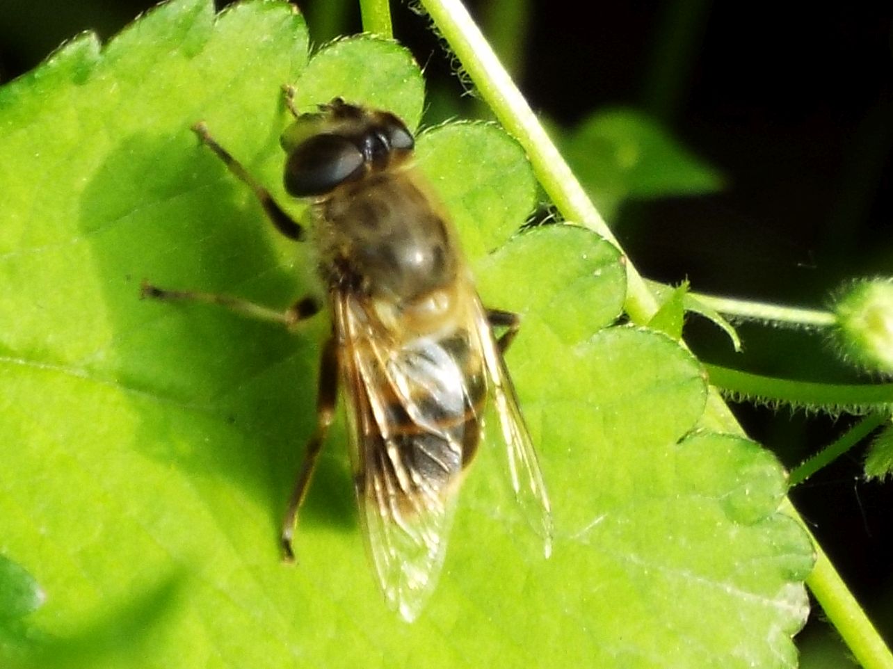 Syrphidae da identificare: Eristalis tenax femmina