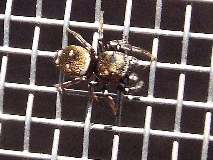 Salticidae: Heliophanus kochi, maschio  - Ponsano (PI)