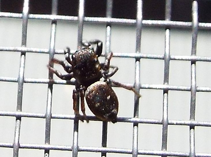 Salticidae: Heliophanus kochi, maschio  - Ponsano (PI)