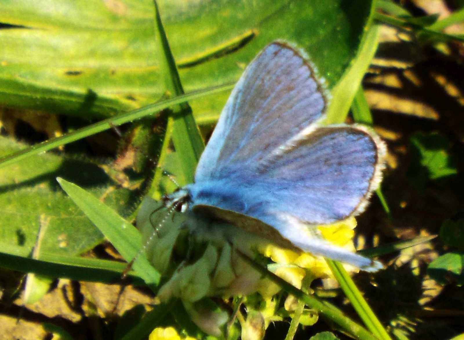 Lycaenidae da identificare:    Polyommatus icarus