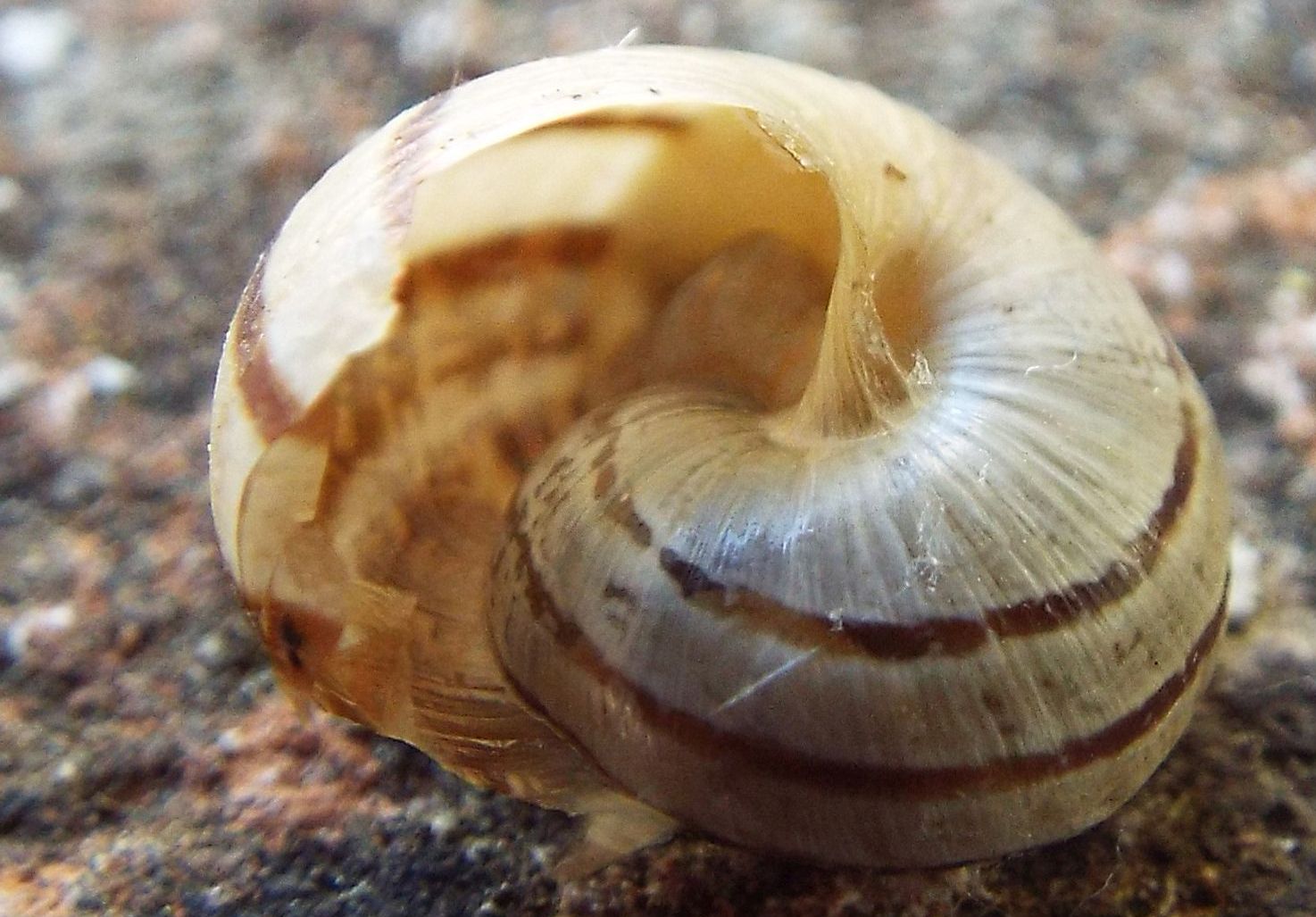 Chiocciola da identificare:  Eobania vermiculata (Helicidae)