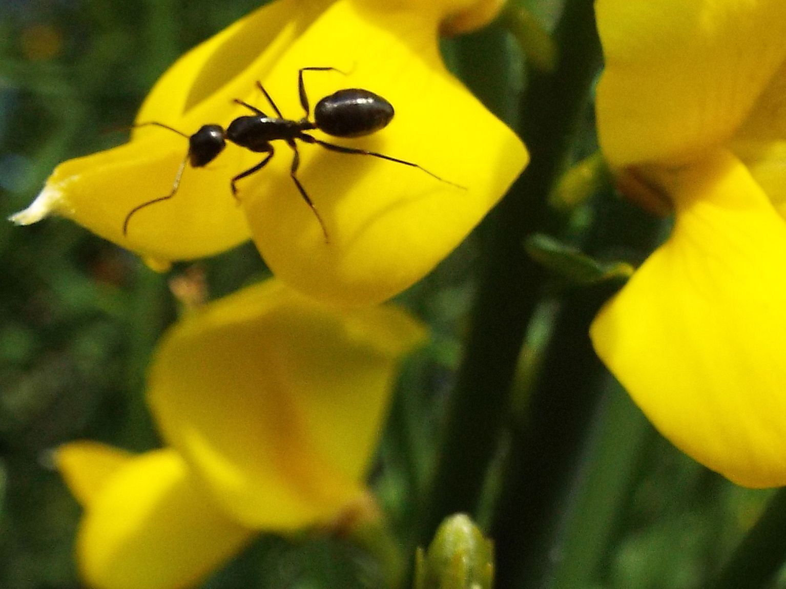 Grossa formica su ginestra:  Camponotus aethiops, operaia minore