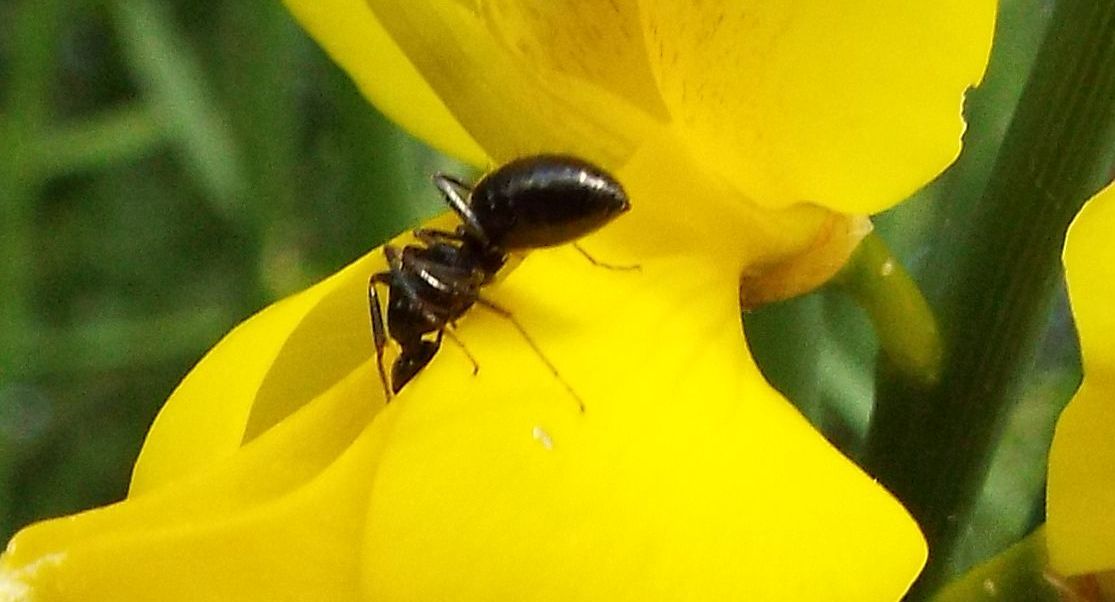 Grossa formica su ginestra:  Camponotus aethiops, operaia minore