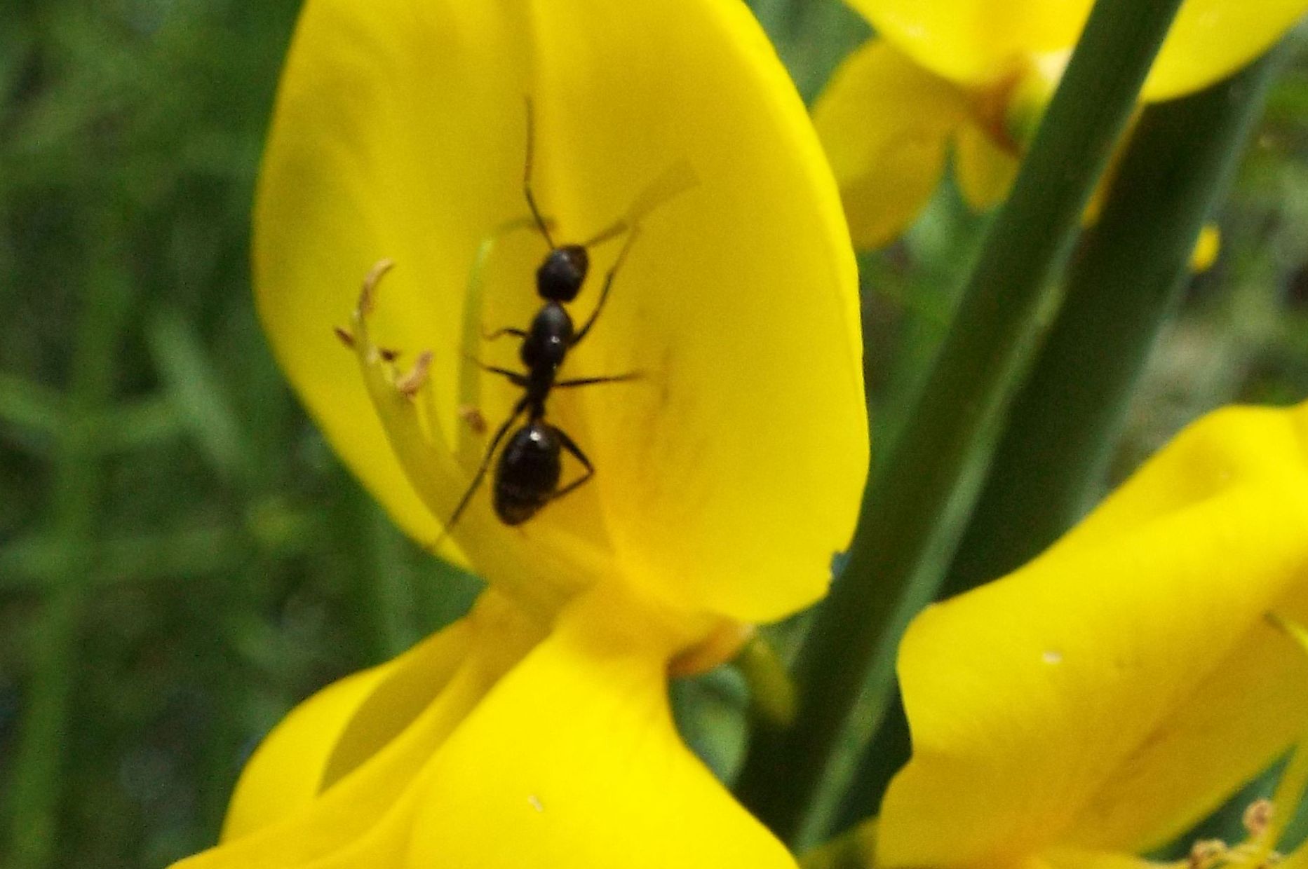 Grossa formica su ginestra:  Camponotus aethiops, operaia minore