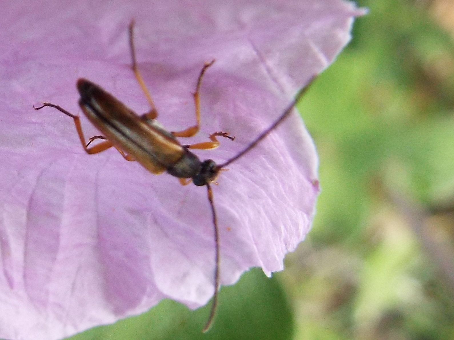 Alosterna tabacicolor, Cerambycidae