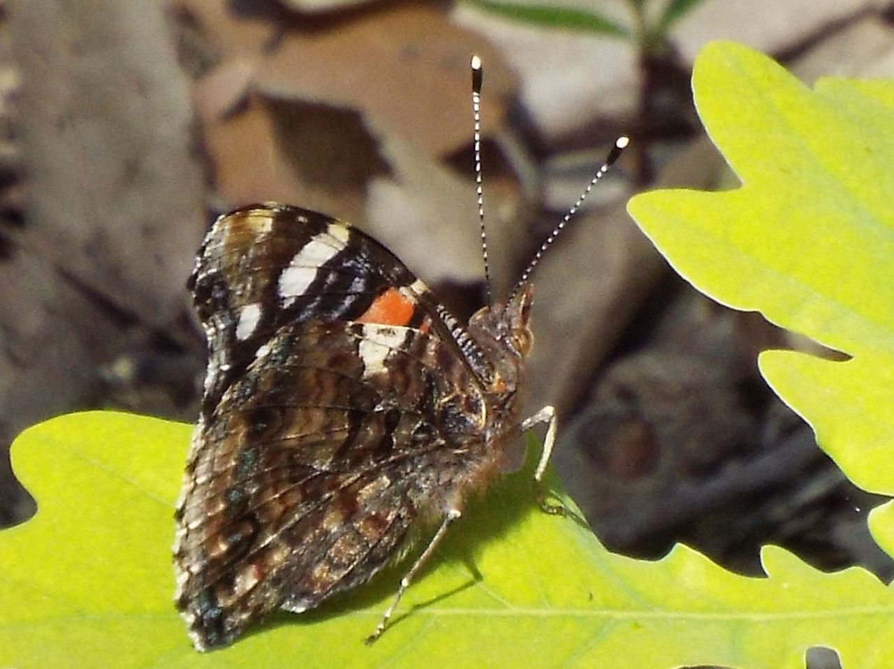 Vanessa cardui. No, Vanessa atalanta, Nymphalidae