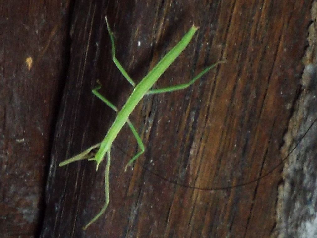 Phasmatodea: Clonopsis gallica, femmina / Insetto stecco (Bacillidae)