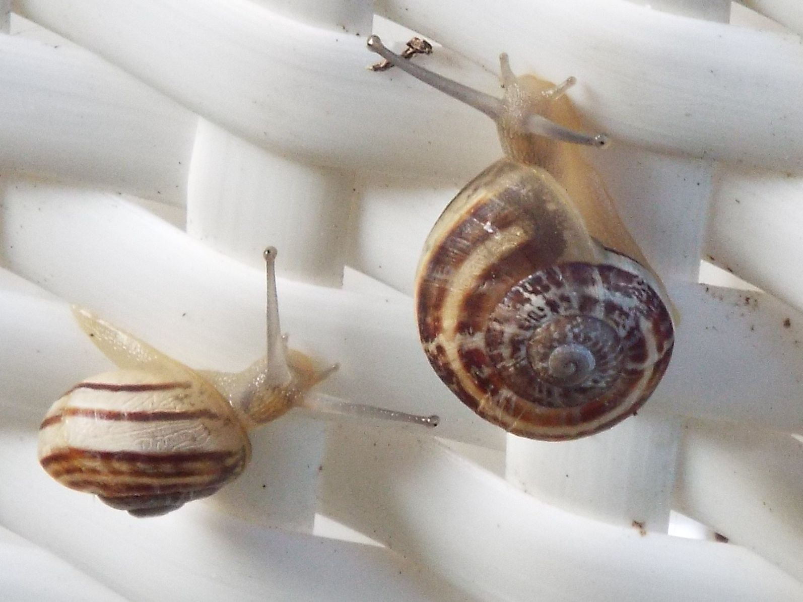 Chiocciola da identificare:  Eobania vermiculata (Helicidae)